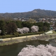 賀茂川に桜咲く
