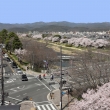 賀茂川に桜