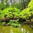新緑の苔寺庭園