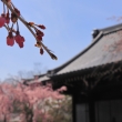 つぼみふくらむ妙満寺の桜