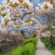 岩倉川の八重桜