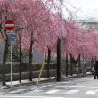 京都地方裁判所の紅枝垂桜