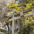 妙見神社の桜と新緑