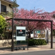 長谷別れバス停の八重桜