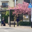 八重桜満開の長谷別れバス停