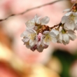 京都府立植物園　早春の草花展　桜