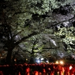 京都府立植物園　桜ライトアップ