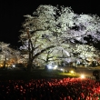 京都府立植物園　夜の桜とチューリップ