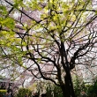 緑と桜の融合