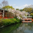 神泉苑　桜