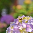紫陽花とカナブン