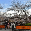 祇園 巽橋の春