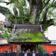 京都市指定保存樹　クスノキ　樹齢５００年