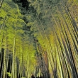 竹林の小径　ライトアップ