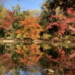 西池の秋