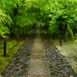 緑雨の石畳