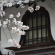 本隆寺　火灯窓と桜