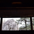 千本釈迦堂　本堂より枝垂桜と松を望む