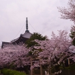 本法寺の桜