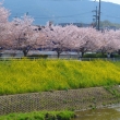 桜と菜の花　山科川
