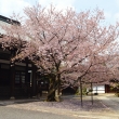 本堂の桜　本法寺
