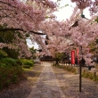桜の参道　本法寺