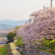 満開の桜　賀茂川