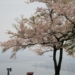 比叡山の桜