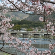 嵐山の桜③