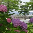 紫陽花と渡月橋