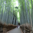 嵐山竹林の径