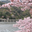 嵐山・渡月橋と桜2