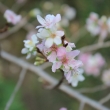 京都府立植物園　桜