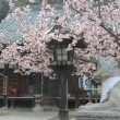 虚空蔵法輪寺本堂の桜