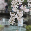 蹴上浄水場の桜
