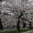 岡崎公園京セラ美術館の桜1