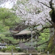 平安神宮神苑の桜2