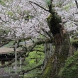 平安神宮神苑の桜3