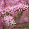 京都府立植物園春の花　ニワウメ