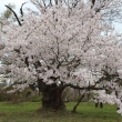 京都府立植物園春の花　桜