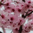 京都府立植物園春の花　ハナモモ