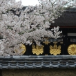 醍醐寺の桜
