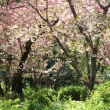 京都府立植物園春の花2