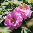 京都府立植物園春の花5