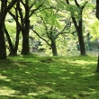 京都府立植物園新緑