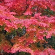 高山寺　石水院の紅葉15