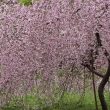京都府立植物園　枝垂れ桜