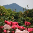 京都府立植物園　バラと比叡山