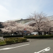 JR二条駅の桜