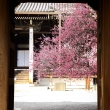 興正寺と紅梅と門